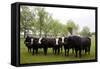 Cows On Meadowbrook Farm-Carol Highsmith-Framed Stretched Canvas
