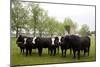 Cows On Meadowbrook Farm-Carol Highsmith-Mounted Art Print