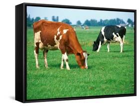Cows on pasture-null-Framed Stretched Canvas