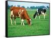 Cows on pasture-null-Framed Stretched Canvas