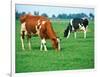 Cows on pasture-null-Framed Photographic Print