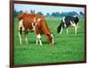 Cows on pasture-null-Framed Photographic Print