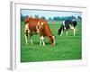 Cows on pasture-null-Framed Photographic Print