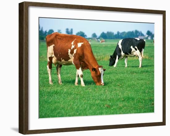 Cows on pasture-null-Framed Photographic Print