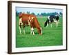 Cows on pasture-null-Framed Photographic Print