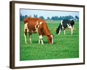 Cows on pasture-null-Framed Photographic Print