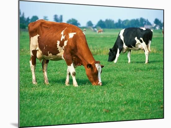 Cows on pasture-null-Mounted Photographic Print