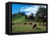 Cows, One Tree Hill, Auckland-David Wall-Framed Stretched Canvas