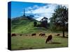 Cows, One Tree Hill, Auckland-David Wall-Stretched Canvas