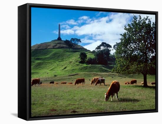 Cows, One Tree Hill, Auckland-David Wall-Framed Stretched Canvas