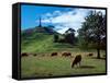 Cows, One Tree Hill, Auckland-David Wall-Framed Stretched Canvas
