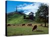 Cows, One Tree Hill, Auckland-David Wall-Stretched Canvas