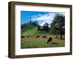 Cows, One Tree Hill, Auckland-David Wall-Framed Photographic Print