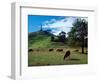 Cows, One Tree Hill, Auckland-David Wall-Framed Photographic Print