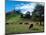 Cows, One Tree Hill, Auckland-David Wall-Mounted Photographic Print