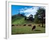Cows, One Tree Hill, Auckland-David Wall-Framed Photographic Print