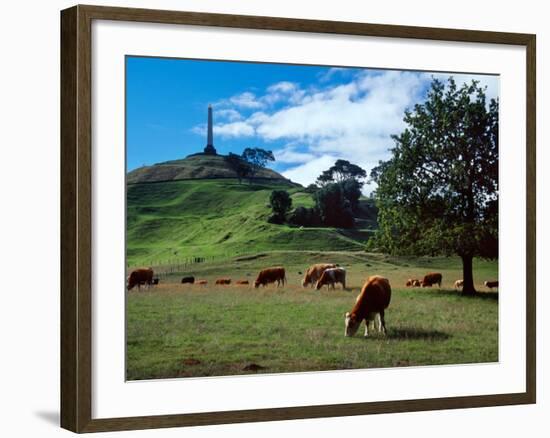 Cows, One Tree Hill, Auckland-David Wall-Framed Photographic Print