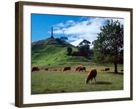 Cows, One Tree Hill, Auckland-David Wall-Framed Photographic Print