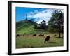 Cows, One Tree Hill, Auckland-David Wall-Framed Photographic Print