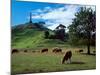 Cows, One Tree Hill, Auckland-David Wall-Mounted Photographic Print