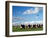 Cows, Southland, South Island, New Zealand-David Wall-Framed Photographic Print