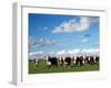 Cows, Southland, South Island, New Zealand-David Wall-Framed Photographic Print