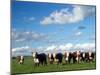 Cows, Southland, South Island, New Zealand-David Wall-Mounted Photographic Print