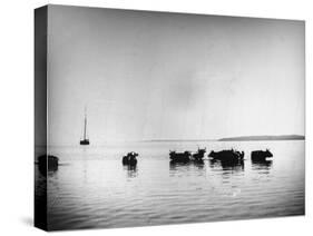 Cows Standing in the Middle of Shelter Island Bay-Wallace G^ Levison-Stretched Canvas