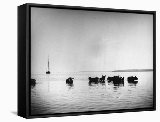 Cows Standing in the Middle of Shelter Island Bay-Wallace G^ Levison-Framed Stretched Canvas