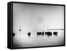 Cows Standing in the Middle of Shelter Island Bay-Wallace G^ Levison-Framed Stretched Canvas