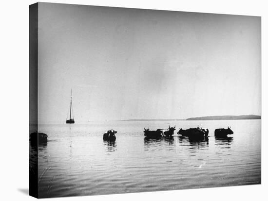 Cows Standing in the Middle of Shelter Island Bay-Wallace G^ Levison-Stretched Canvas