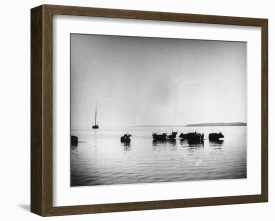 Cows Standing in the Middle of Shelter Island Bay-Wallace G^ Levison-Framed Photographic Print
