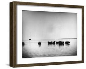 Cows Standing in the Middle of Shelter Island Bay-Wallace G^ Levison-Framed Photographic Print