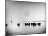Cows Standing in the Middle of Shelter Island Bay-Wallace G^ Levison-Mounted Photographic Print