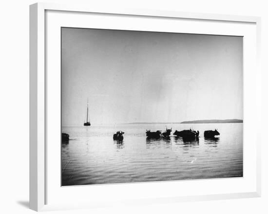 Cows Standing in the Middle of Shelter Island Bay-Wallace G^ Levison-Framed Photographic Print