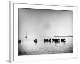 Cows Standing in the Middle of Shelter Island Bay-Wallace G^ Levison-Framed Photographic Print