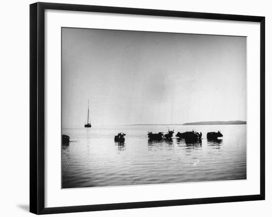 Cows Standing in the Middle of Shelter Island Bay-Wallace G^ Levison-Framed Photographic Print