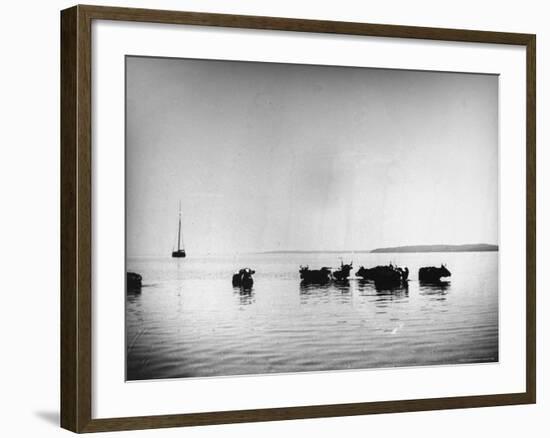 Cows Standing in the Middle of Shelter Island Bay-Wallace G^ Levison-Framed Photographic Print