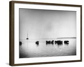 Cows Standing in the Middle of Shelter Island Bay-Wallace G^ Levison-Framed Photographic Print