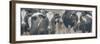 Cows Still Curious-null-Framed Photographic Print