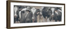 Cows Still Curious-null-Framed Photographic Print