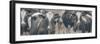 Cows Still Curious-null-Framed Photographic Print