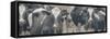 Cows Still Curious-null-Framed Stretched Canvas