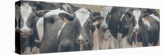 Cows Still Curious-null-Stretched Canvas