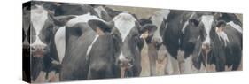 Cows Still Curious-null-Stretched Canvas