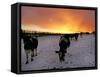 Cows Walk in a Snow Covered Field as Sunset Falls-null-Framed Stretched Canvas
