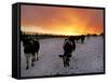 Cows Walk in a Snow Covered Field as Sunset Falls-null-Framed Stretched Canvas