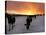 Cows Walk in a Snow Covered Field as Sunset Falls-null-Stretched Canvas