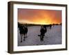 Cows Walk in a Snow Covered Field as Sunset Falls-null-Framed Premium Photographic Print