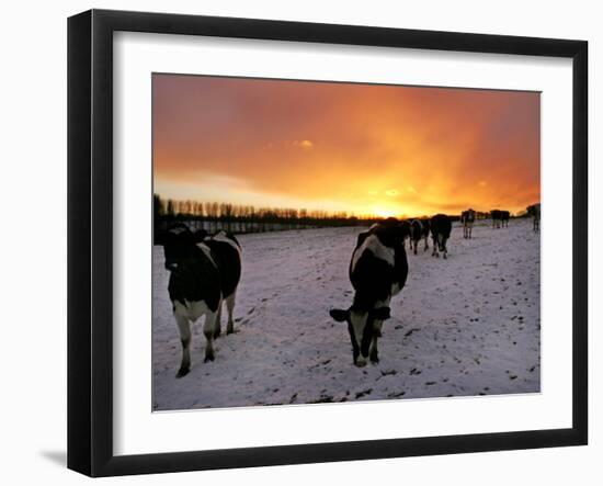 Cows Walk in a Snow Covered Field as Sunset Falls-null-Framed Premium Photographic Print